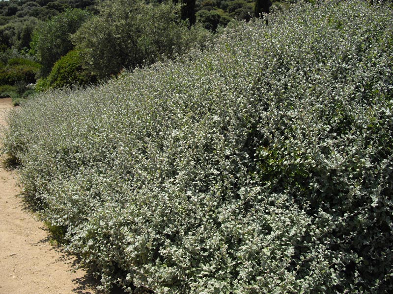 Helichrysum petiolare en fleurs dans les lisières de forêts de fynbos en Corse